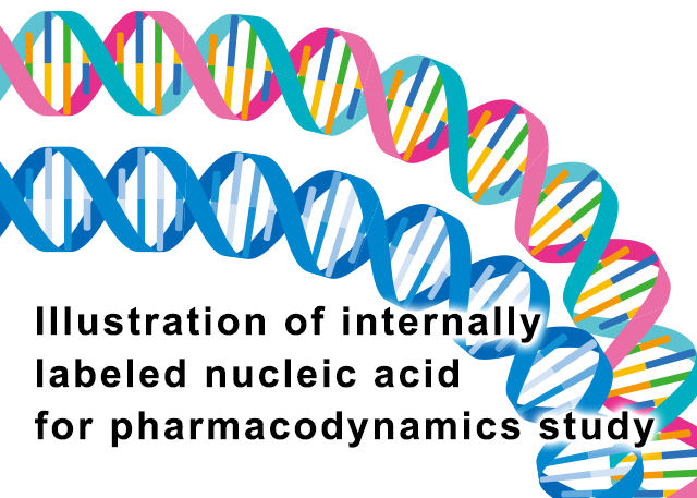 Illustration of internally labeled nucleic acid for pharmacodynamics study