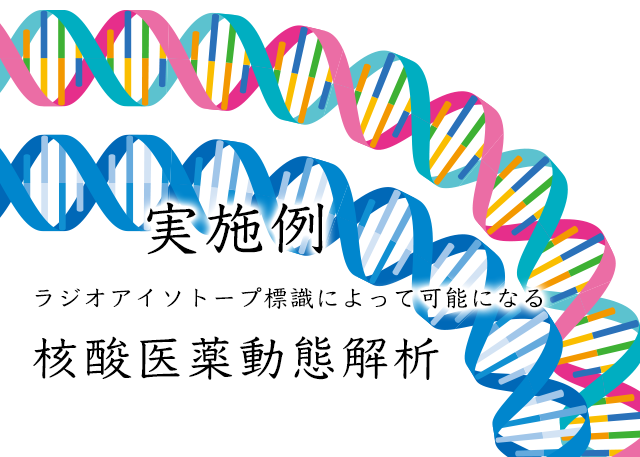 実施例 ラジオアイソトープ標識によって可能になる核酸医薬動態解析